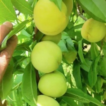青白桃