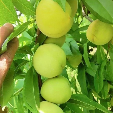 青白桃