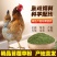 苜蓿草粉育肥猪牛羊马驴羊驼鸡鸭鹅鸵鸟家禽饲草料厂家批发