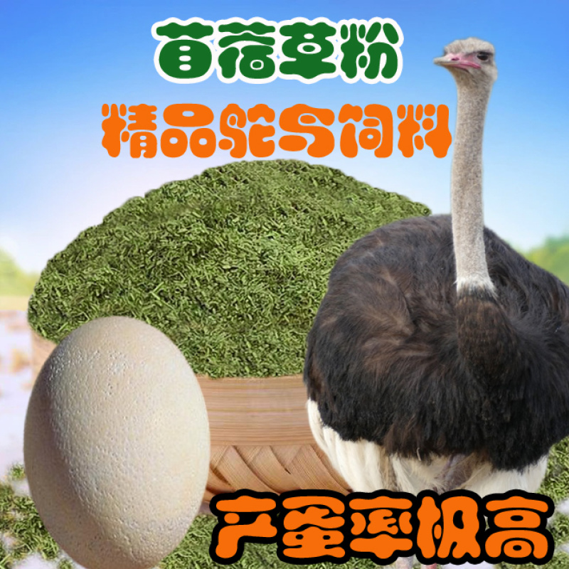 苜蓿草粉育肥猪牛羊马驴羊驼鸡鸭鹅鸵鸟家禽饲草料厂家批发