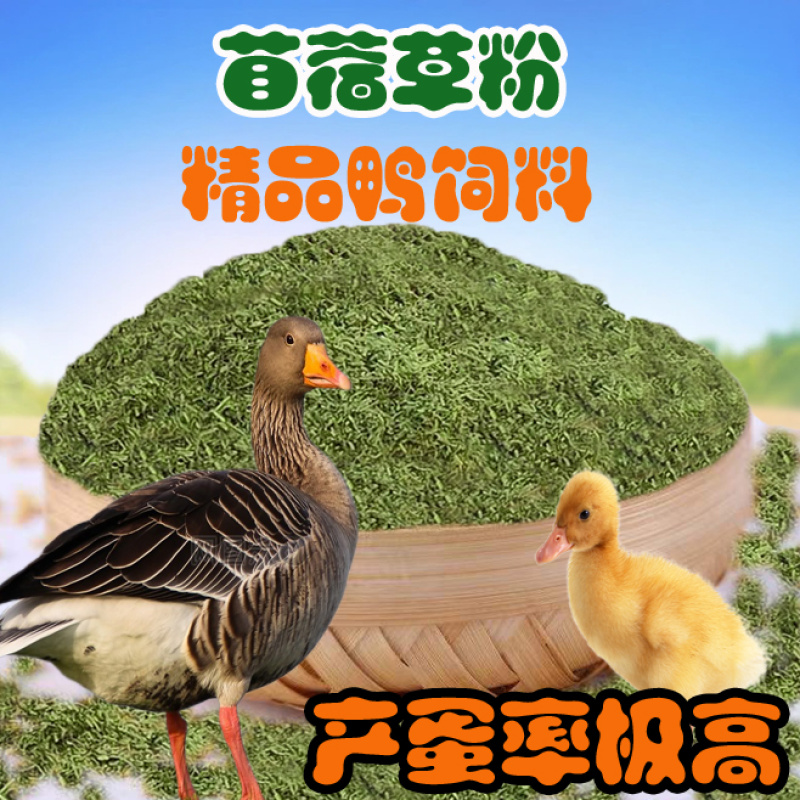 苜蓿草粉育肥猪牛羊马驴羊驼鸡鸭鹅鸵鸟家禽饲草料厂家批发