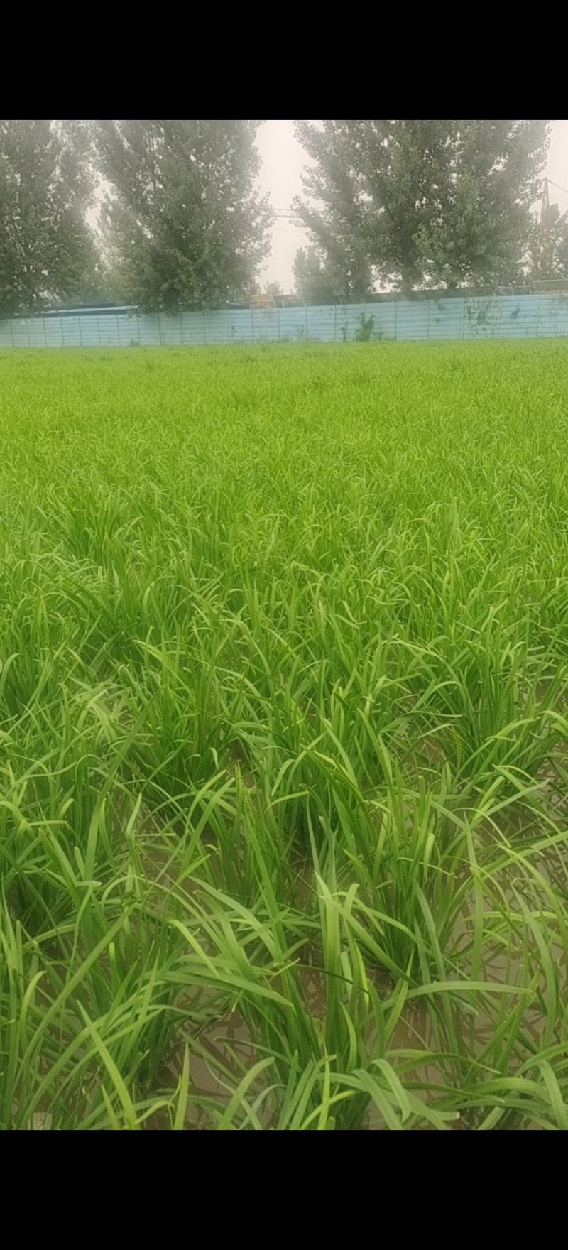 韭菜水饺厂直供大量有货，价格低廉！产地直销洽谈合作！