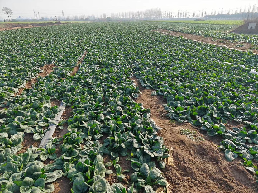 小叶菠菜田间生长实景图