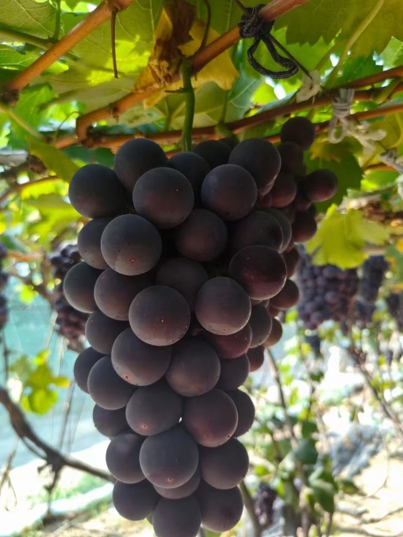 巨峰葡萄，批发葡萄，葡萄，批发巨峰葡萄，辽宁巨峰葡萄量大
