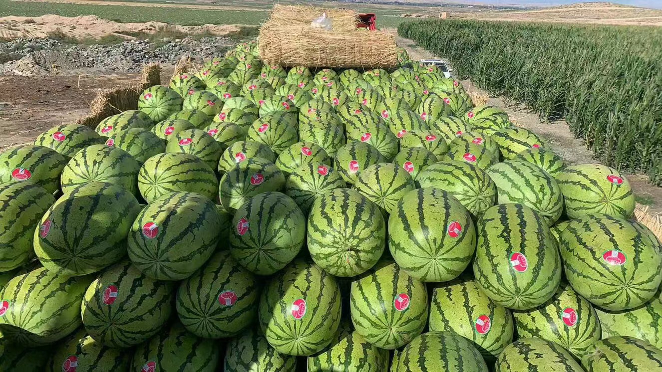 西瓜田间实景：清晨露珠未散的藤蔓上悬挂多个圆整墨绿条纹西瓜，土壤为疏松沙壤，远处可见温度计显示32℃，体现‘暑热当令、寒性相制’的生态逻辑