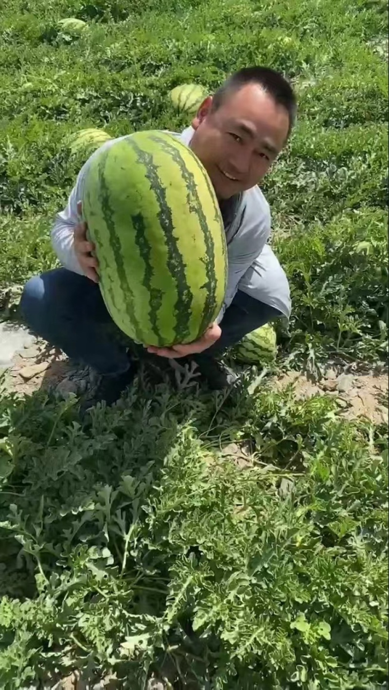 推荐硒砂瓜石缝瓜石头瓜宁夏硒砂瓜品质保证价格优