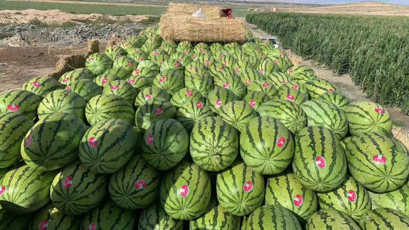 推荐硒砂瓜石缝瓜石头瓜宁夏硒砂瓜品质保证价格优