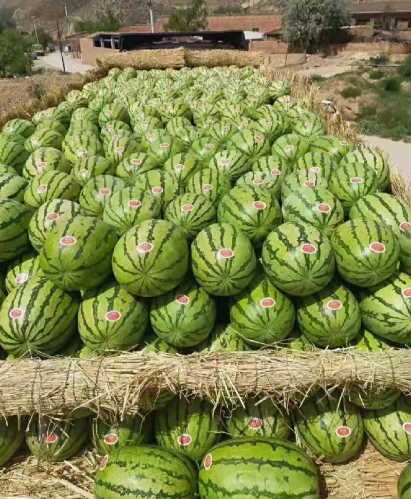 推荐硒砂瓜石缝瓜石头瓜宁夏硒砂瓜品质保证价格优