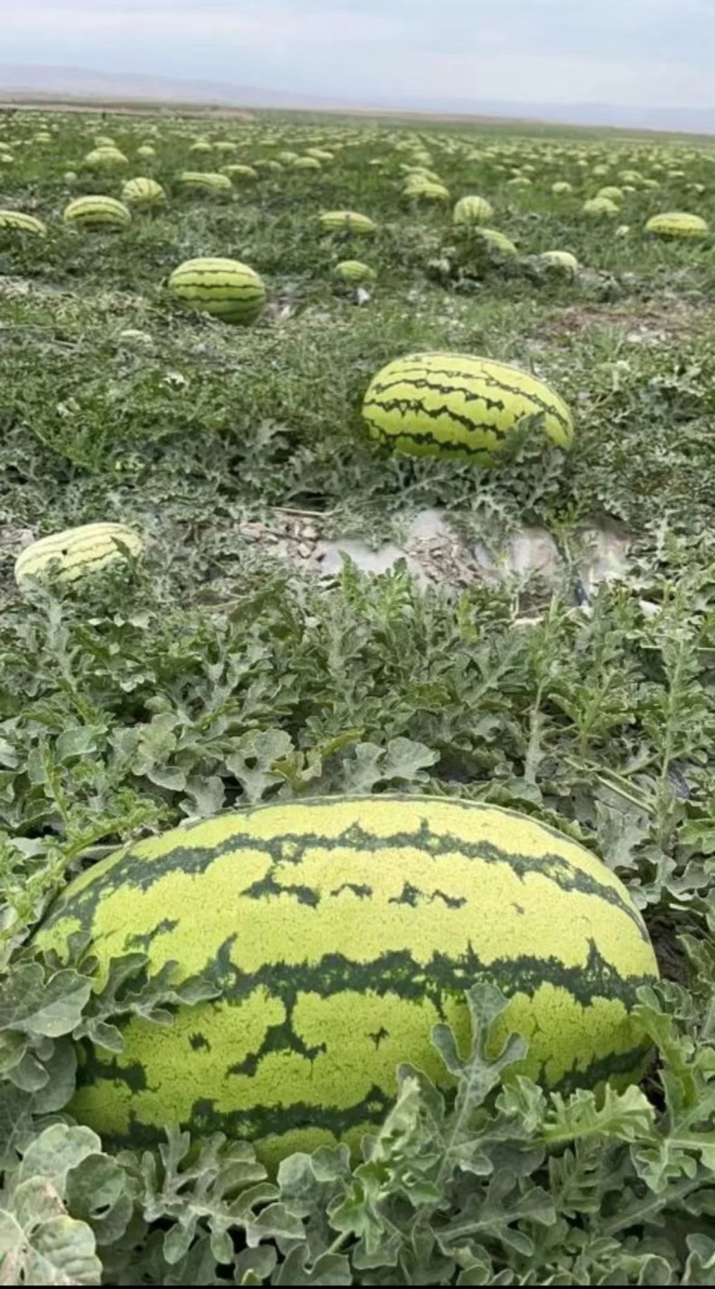 推荐硒砂瓜石缝瓜石头瓜宁夏硒砂瓜品质保证价格优