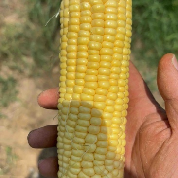 黄色水果玉米
