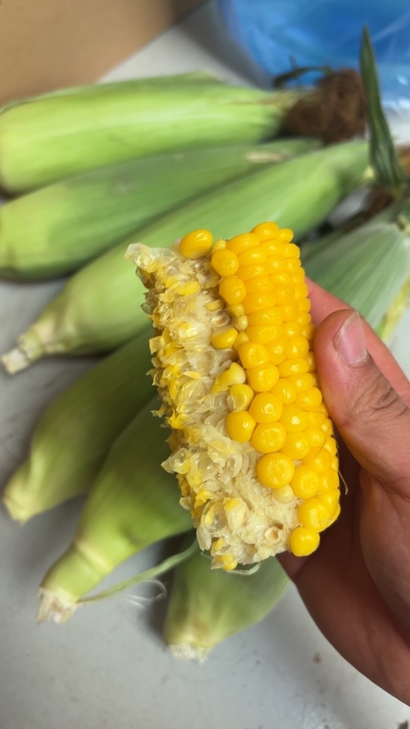 黄色水果玉米