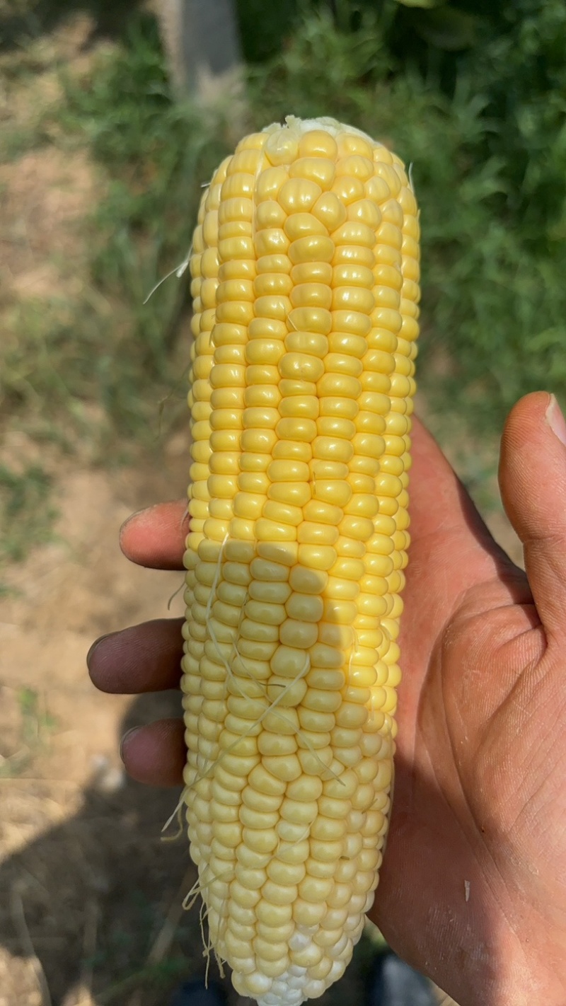 黄色水果玉米