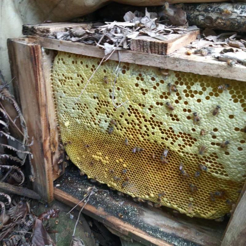 土蜂蜜基地货源自产自销支持一件代发欢迎电话联系