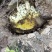 土蜂蜜基地货源自产自销支持一件代发欢迎电话联系