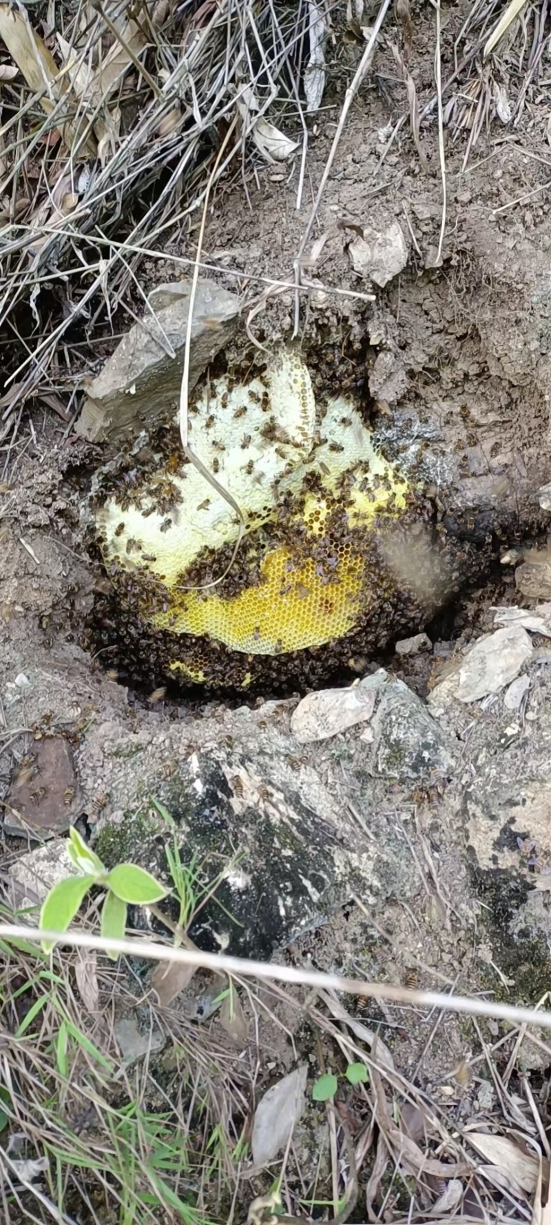 土蜂蜜基地货源自产自销支持一件代发欢迎电话联系
