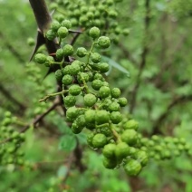 四川青花椒