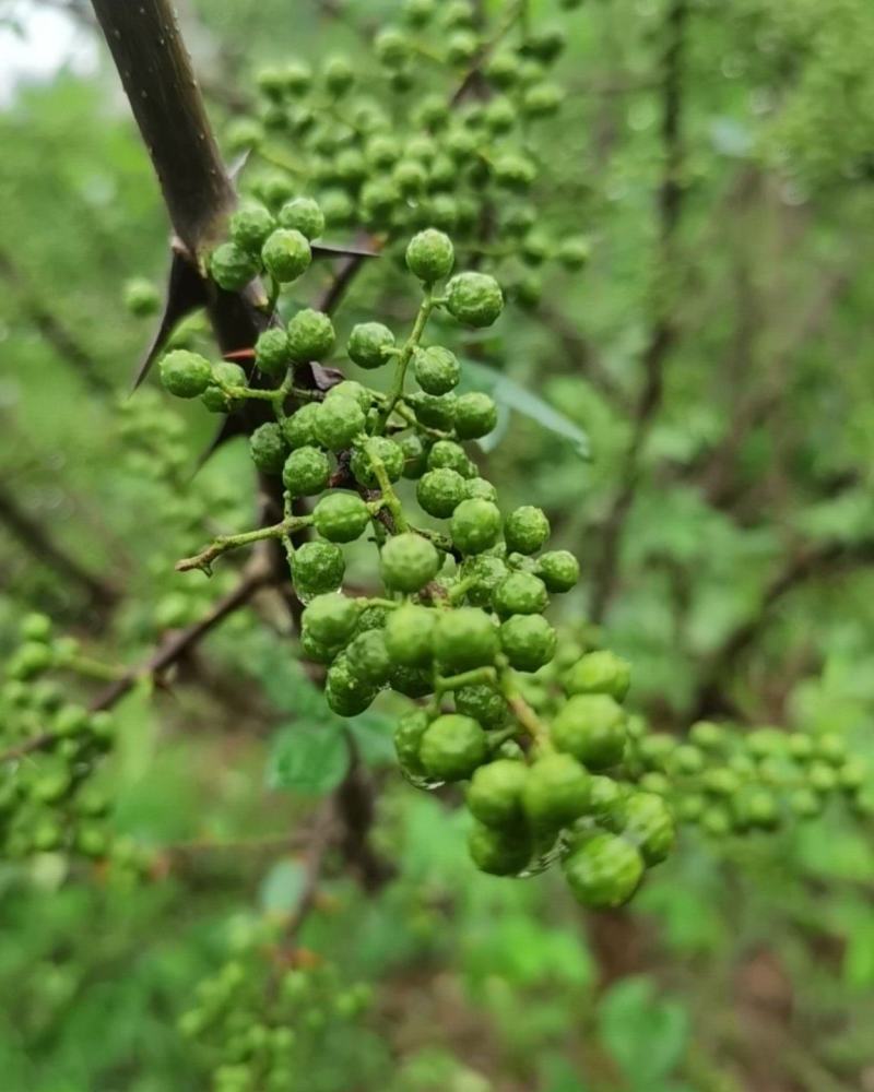 四川青花椒