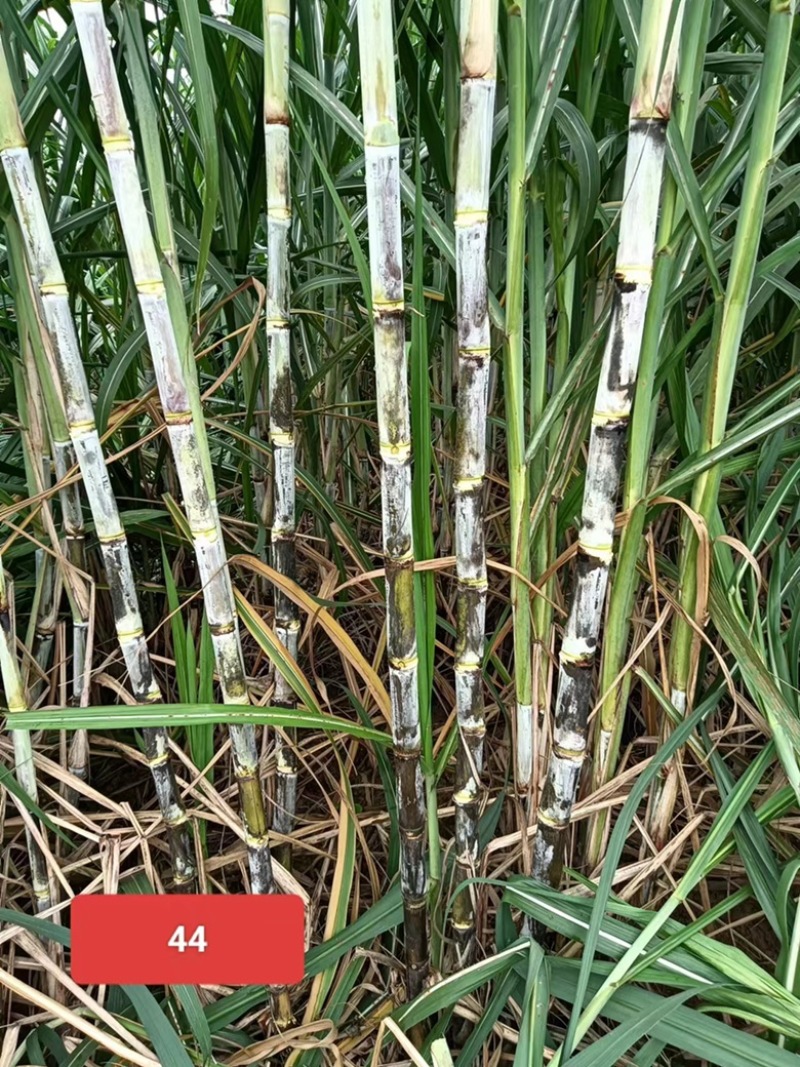 【甘蔗】制糖甘蔗产地货源。货量充足对接制糖厂