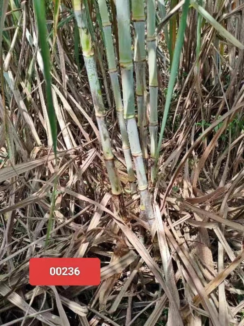 【甘蔗】制糖甘蔗产地货源。货量充足对接制糖厂