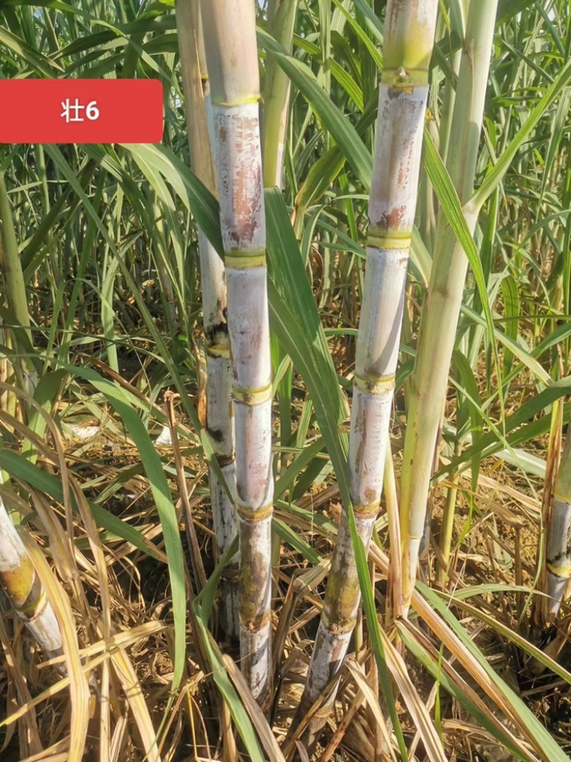 【甘蔗】制糖甘蔗产地货源。货量充足对接制糖厂