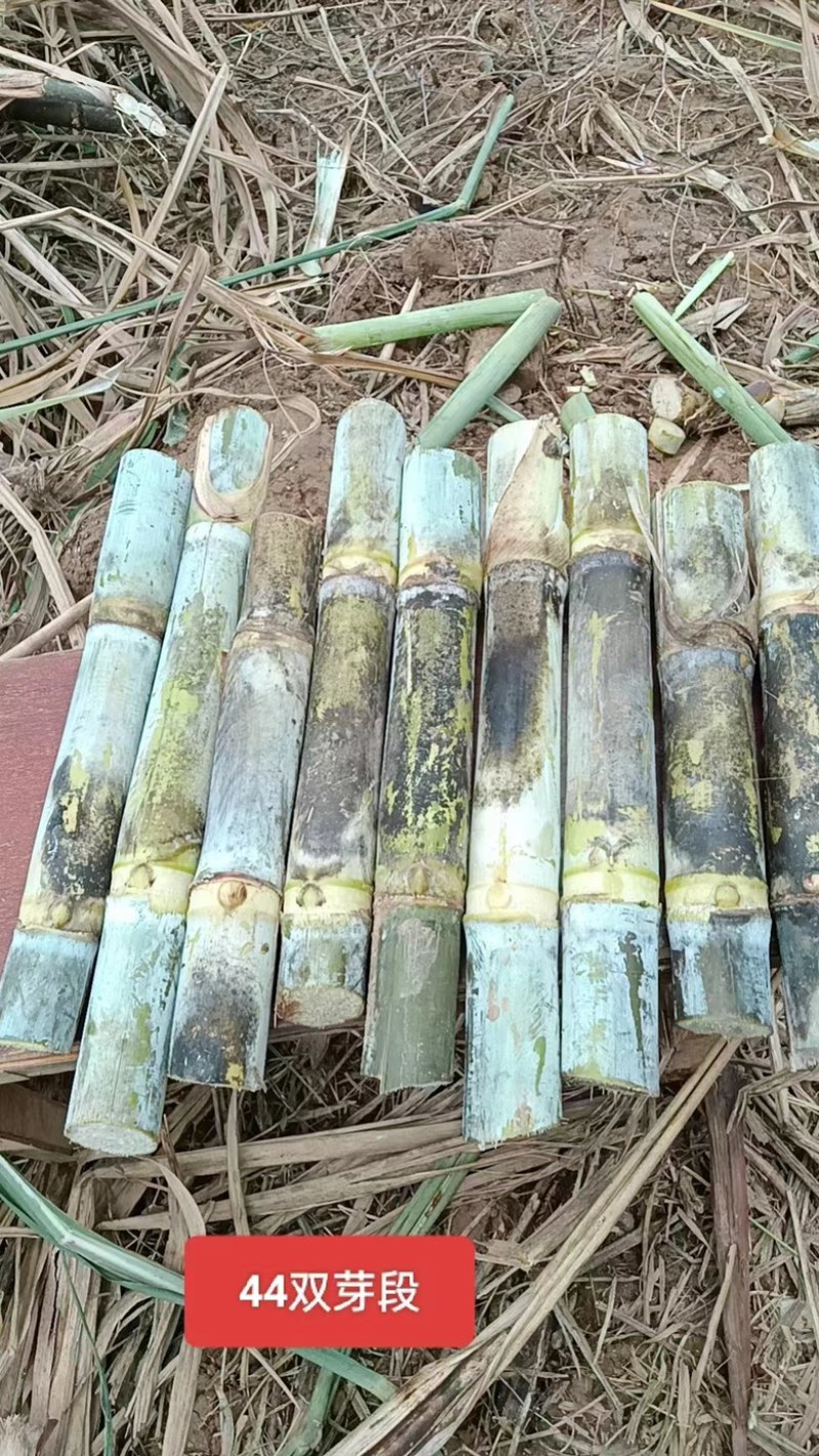 【甘蔗】制糖甘蔗产地货源。货量充足对接制糖厂