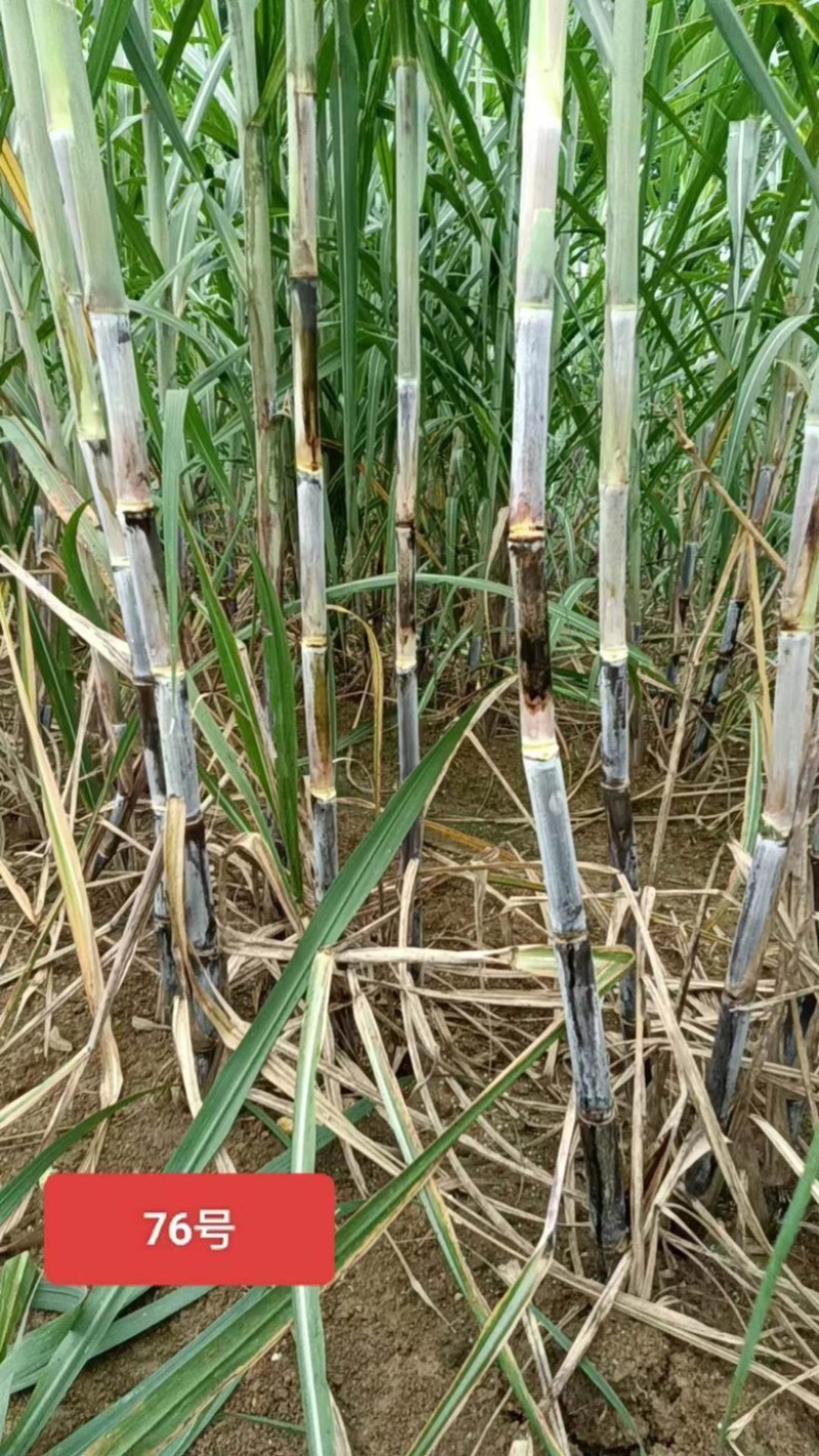 【甘蔗】制糖甘蔗产地货源。货量充足对接制糖厂