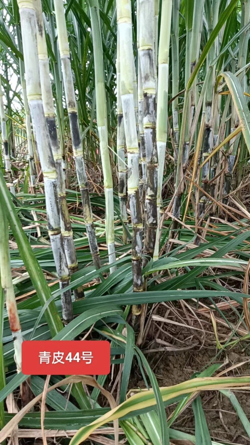 【甘蔗】制糖甘蔗产地货源。货量充足对接制糖厂