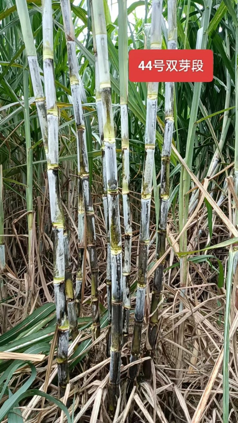 【甘蔗】制糖甘蔗产地货源。货量充足对接制糖厂