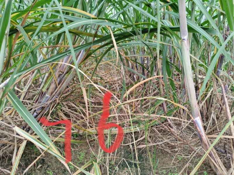 【甘蔗】制糖甘蔗产地货源。货量充足对接制糖厂