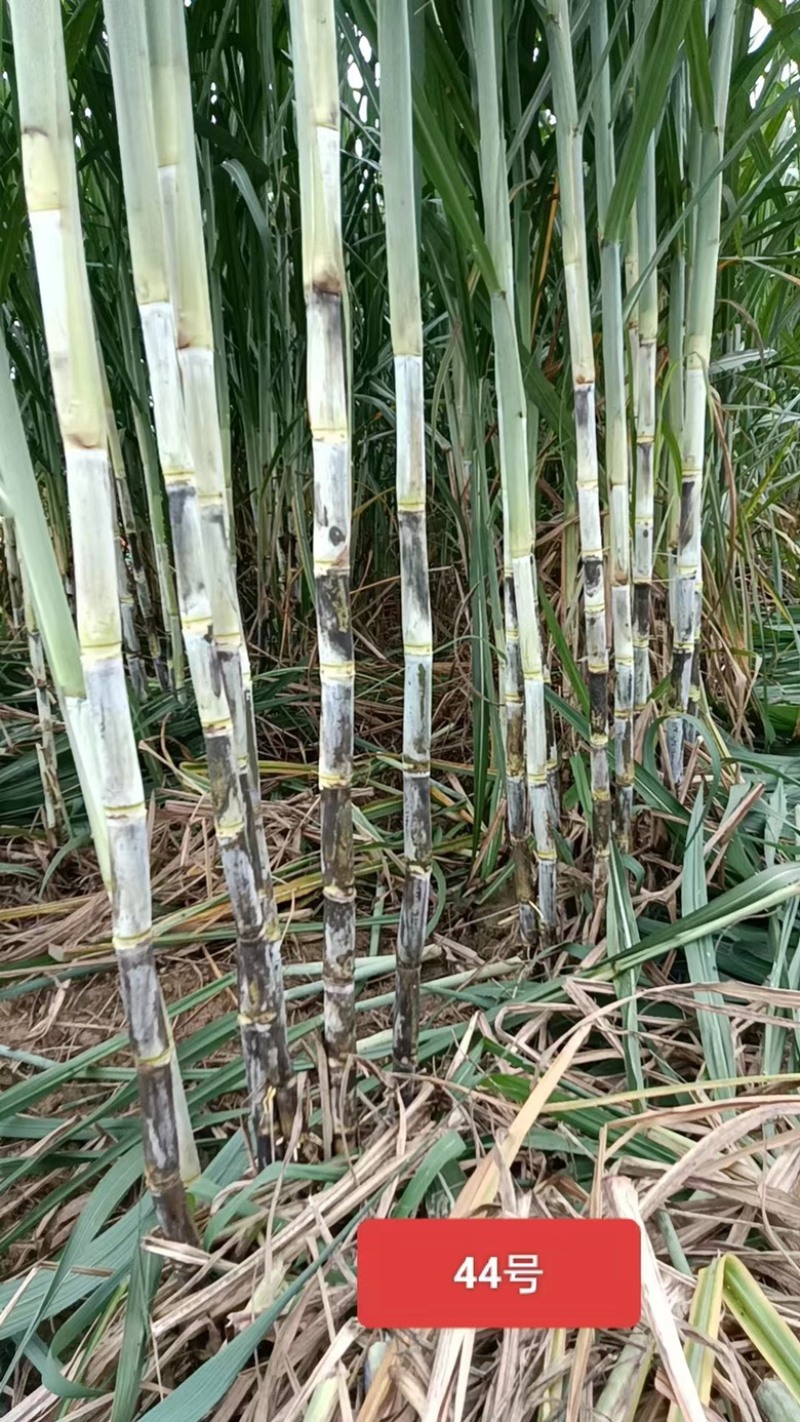 【甘蔗】制糖甘蔗产地货源。货量充足对接制糖厂