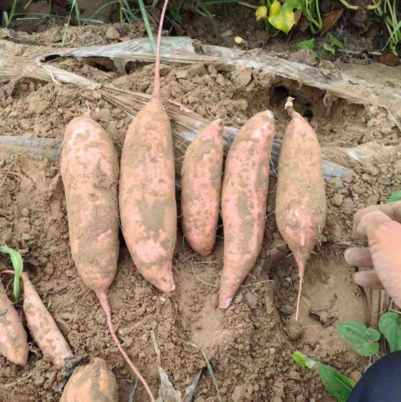 龙薯九河北精品红薯产地直发新货上市货源充足价格优惠