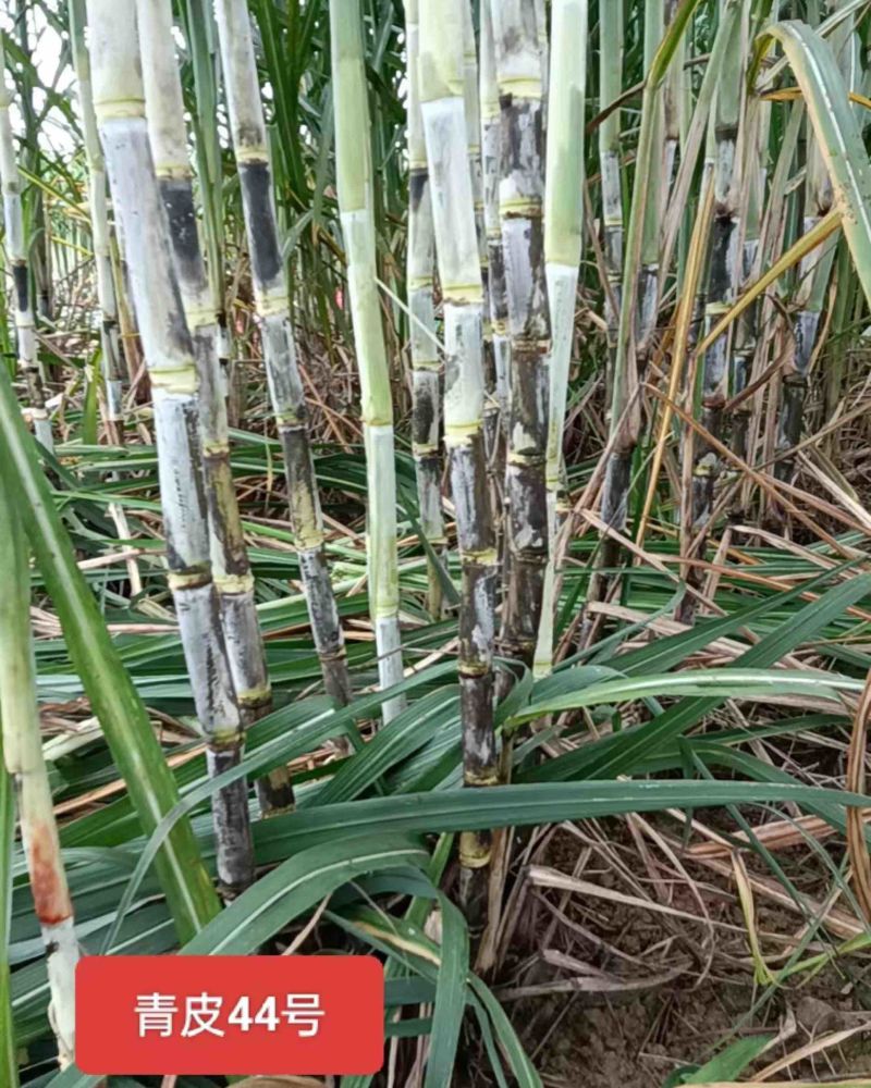 【甘蔗对接糖厂】甘蔗苗。品种齐全货源充足