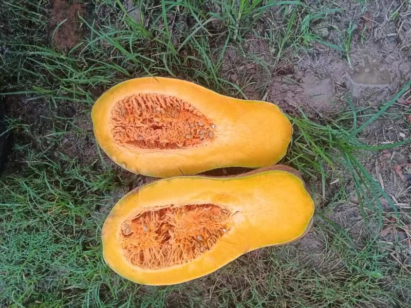 湖北嘉鱼南瓜大量蜜本南瓜，又甜又面产地直发，保质保量