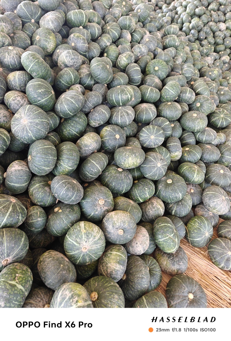 湖北嘉鱼南瓜大量蜜本南瓜，又甜又面产地直发，保质保量