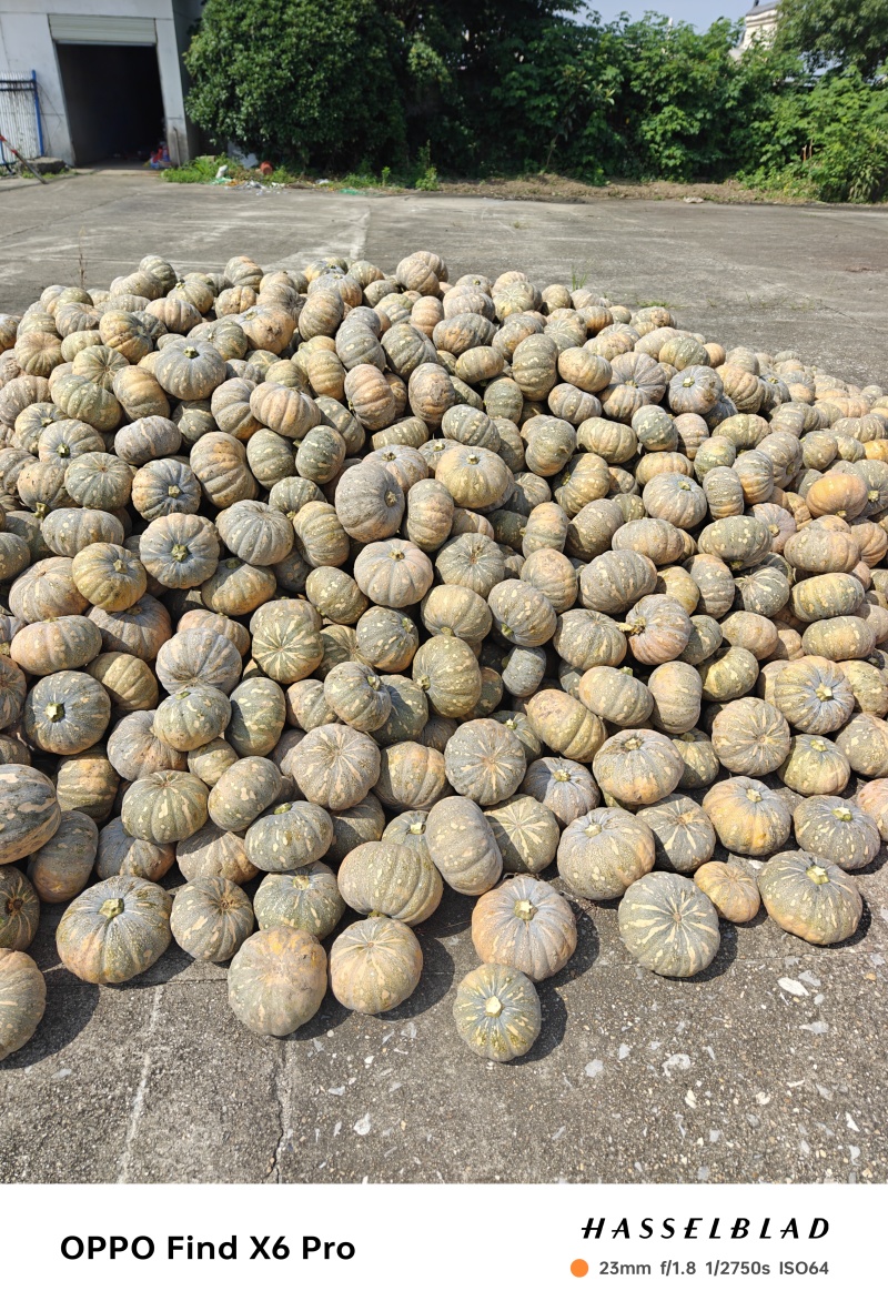 湖北嘉鱼南瓜大量蜜本南瓜，又甜又面产地直发，保质保量