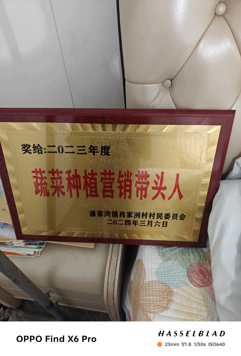 湖北包菜大量上市，货源充足，质量稳定，价格美丽