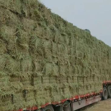 优质羊草牛羊饲料货源充足价格优惠欢迎咨询联系
