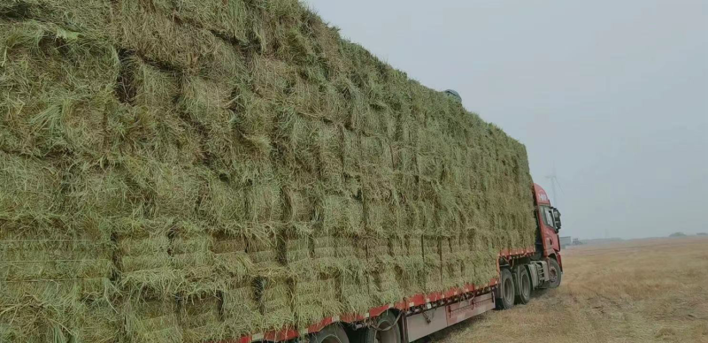 优质羊草牛羊饲料货源充足价格优惠欢迎咨询联系