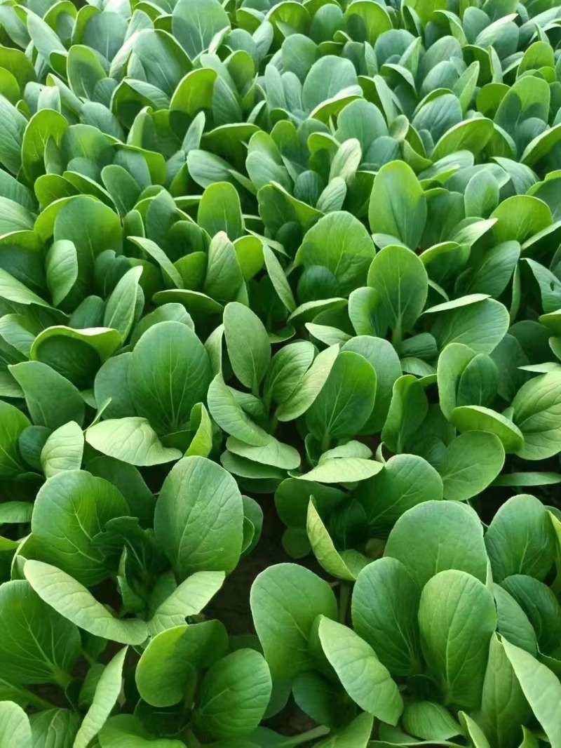 山东油菜菏泽精品上海青产地大量供应现摘先发品质保障