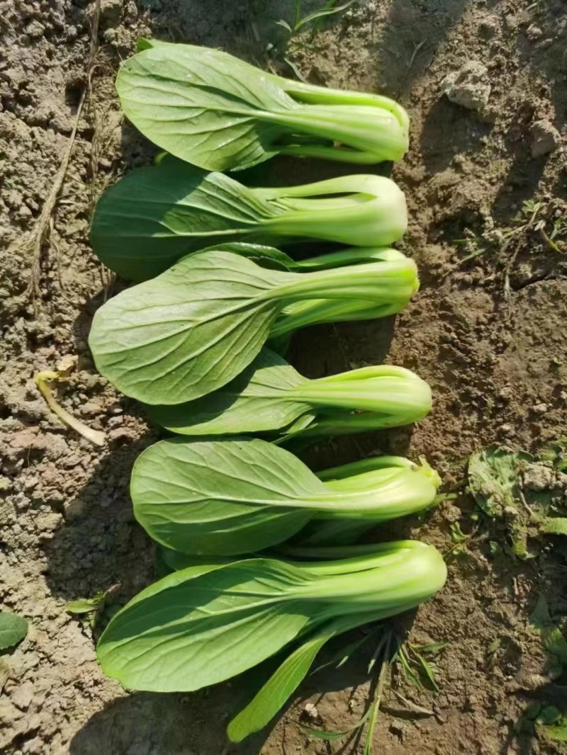 山东油菜菏泽精品上海青产地大量供应现摘先发品质保障