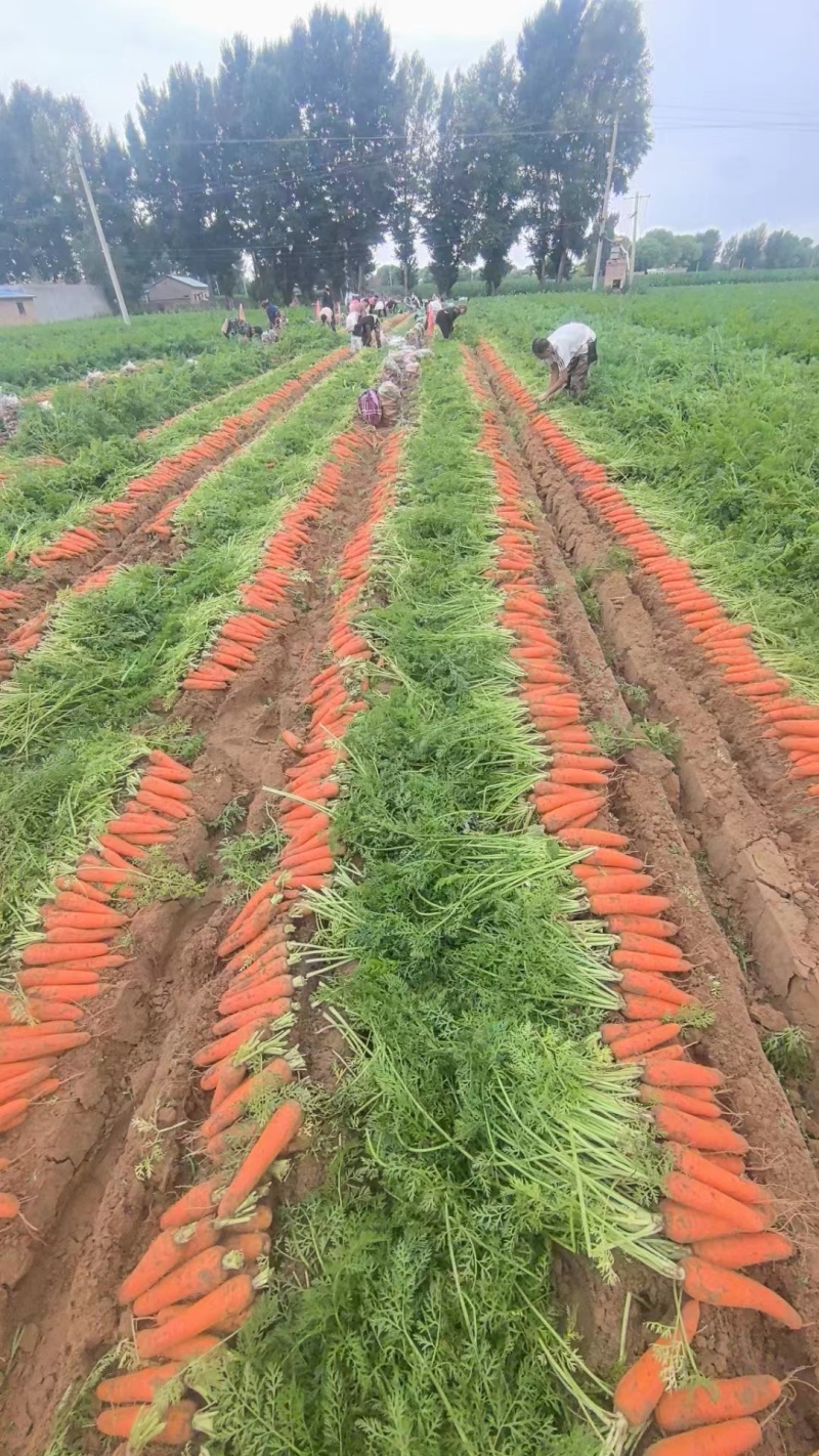 陕北胡萝卜大红二红胡萝卜大量供应产地直发一手货源视频看货