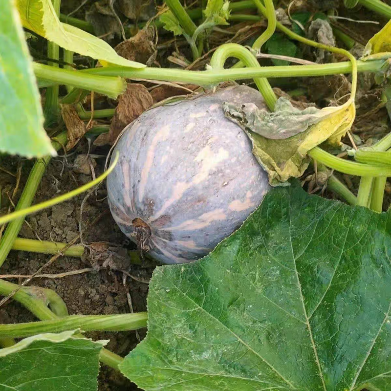 【便宜好货】金香南瓜小金香产地直发软糯香甜可签订合同