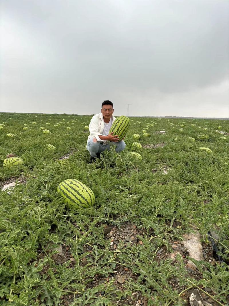 精品西瓜宁夏硒砂瓜产地直发保质保量对接全国商超市场