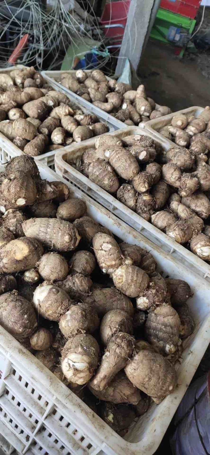 安丘毛芋头8520豆包