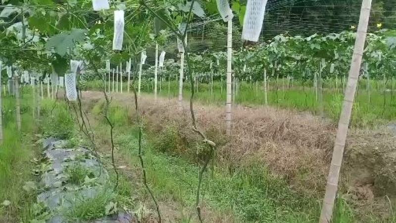 台湾肉丝瓜