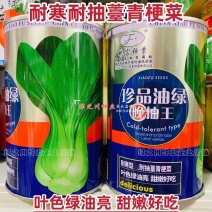 罐装晓富青梗菜种籽绿油亮珍品油绿晚抽王青菜种子耐寒冬春