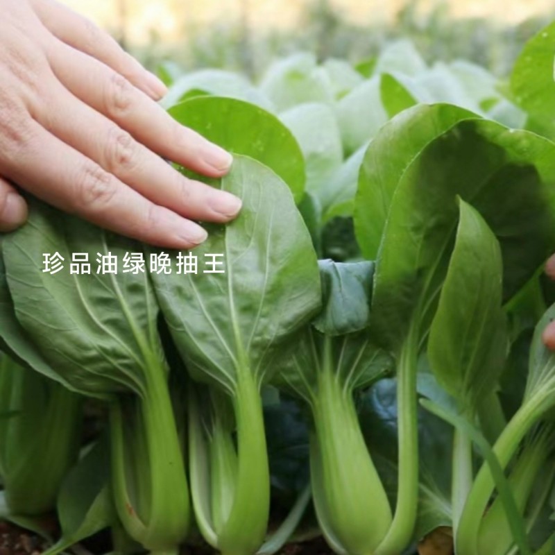 罐装晓富青梗菜种籽绿油亮珍品油绿晚抽王青菜种子耐寒冬春
