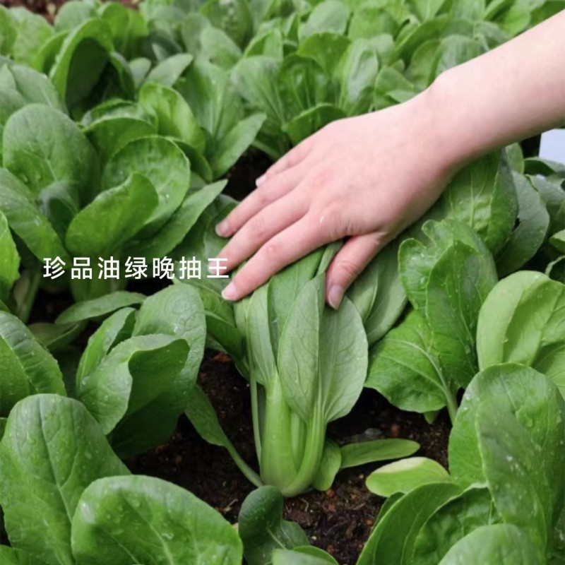 罐装晓富青梗菜种籽绿油亮珍品油绿晚抽王青菜种子耐寒冬春
