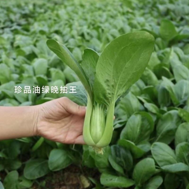 罐装晓富青梗菜种籽绿油亮珍品油绿晚抽王青菜种子耐寒冬春