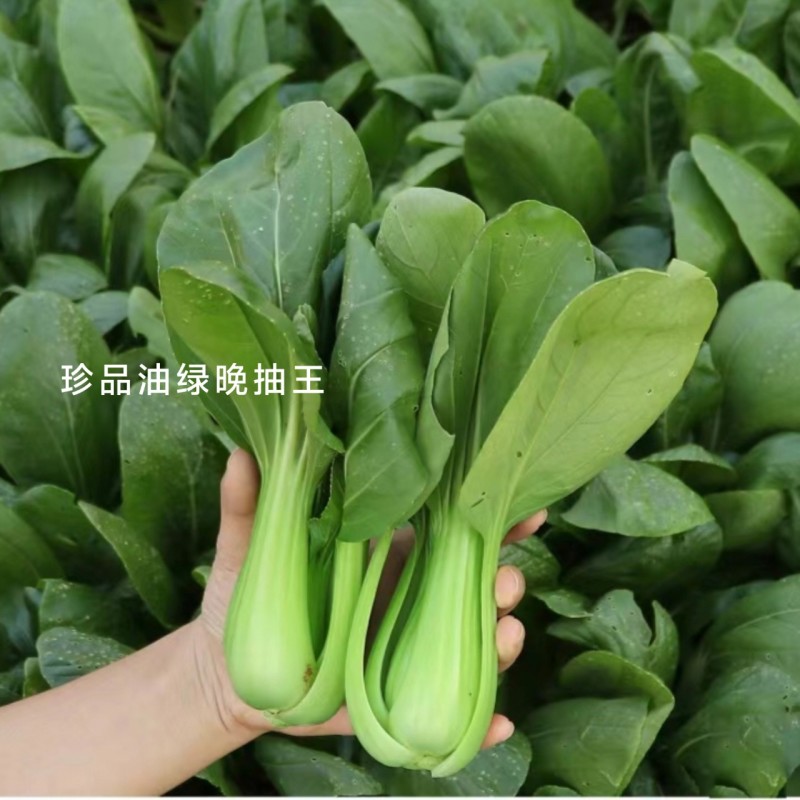 罐装晓富青梗菜种籽绿油亮珍品油绿晚抽王青菜种子耐寒冬春